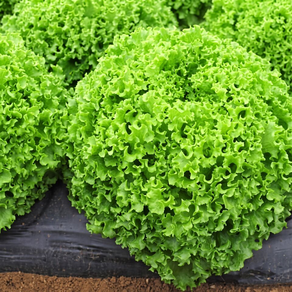 Vilmorin Mikado Dragone Kıvırcık Marul Tohumu