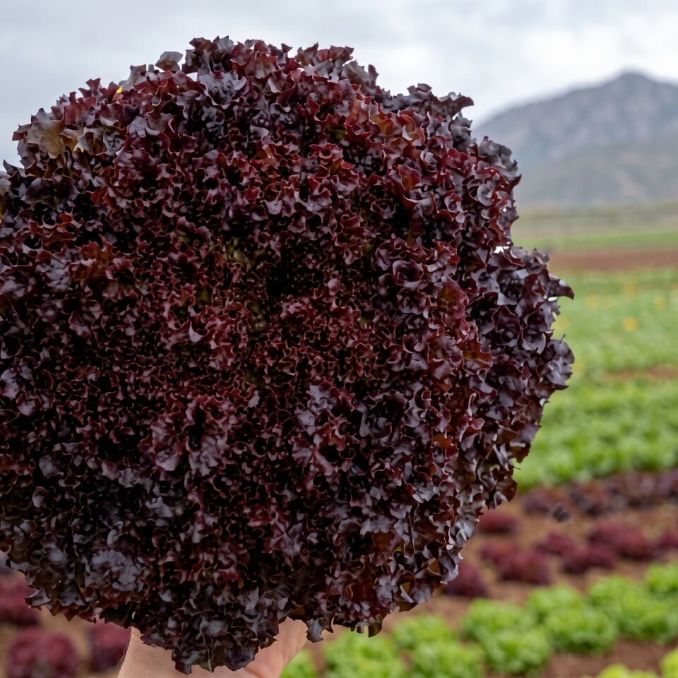 Vilmorin Mikado Bacchus Lollo Rosso Marul Tohumu