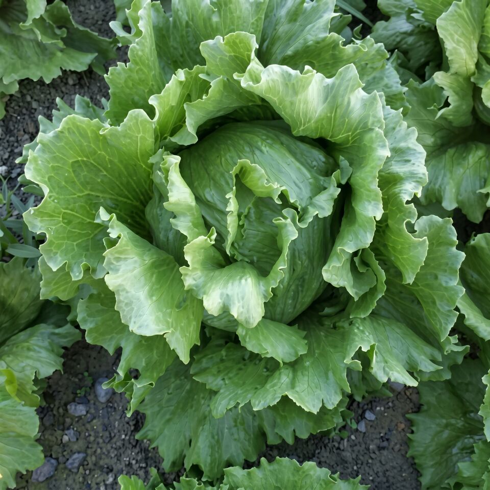 Vilmorin Mikado Anemoon Iceberg Marul Tohumu