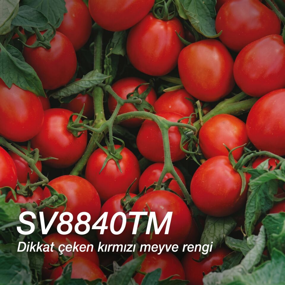 Seminis SV8840TM Sanayi Domates Tohumu