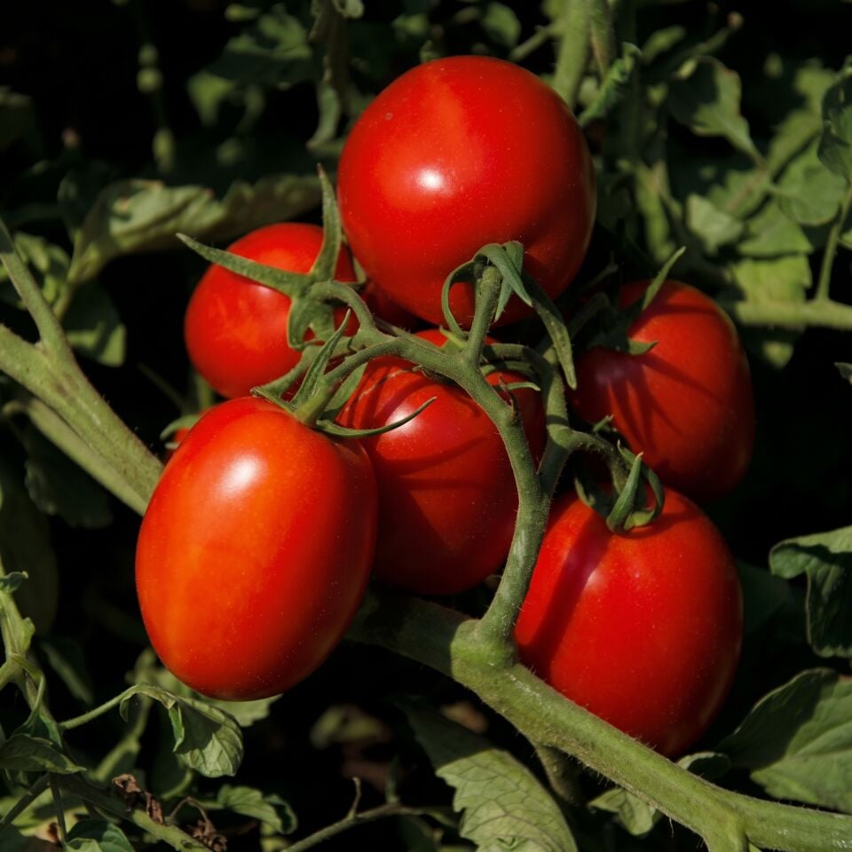 Seminis SV8840TM Sanayi Domates Tohumu