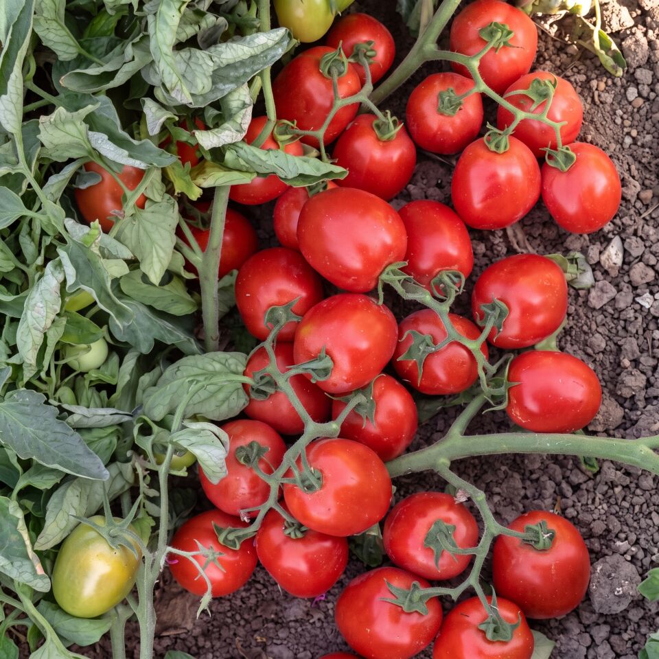 Seminis SV8840TM Sanayi Domates Tohumu