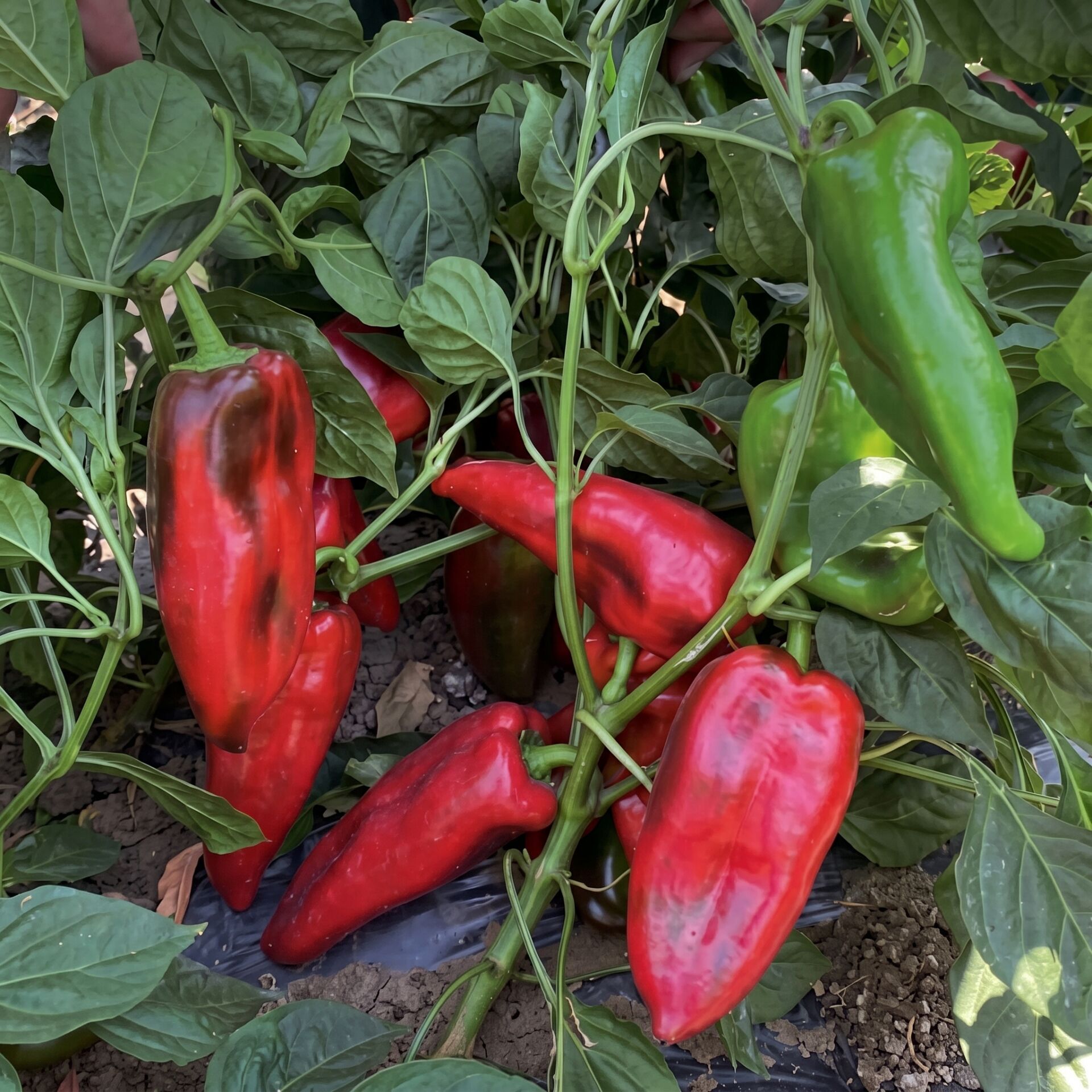 Seminis Kubat Kapya Biber Tohumu